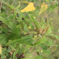 Wissadula periplocifolia (L.) Thwaites